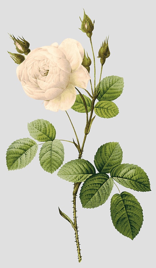 Your Image